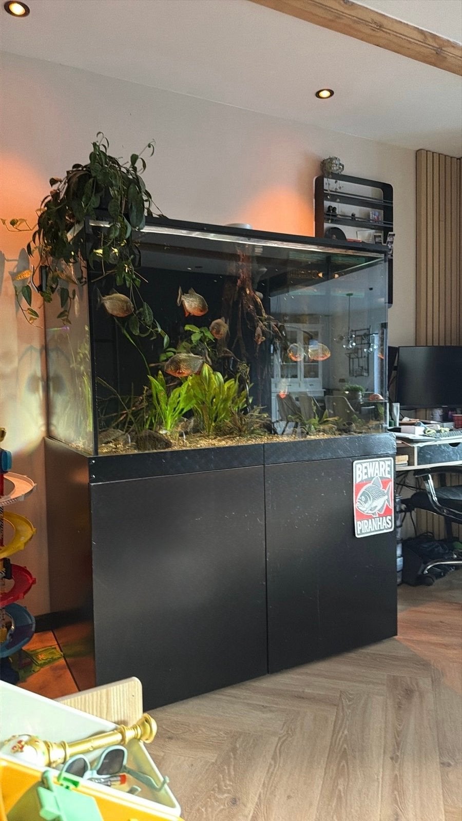 Uniek groot aquarium (maatwerk) compleet met techniek, Ophalen, Inclusief vissen, Gevuld zoetwateraquarium