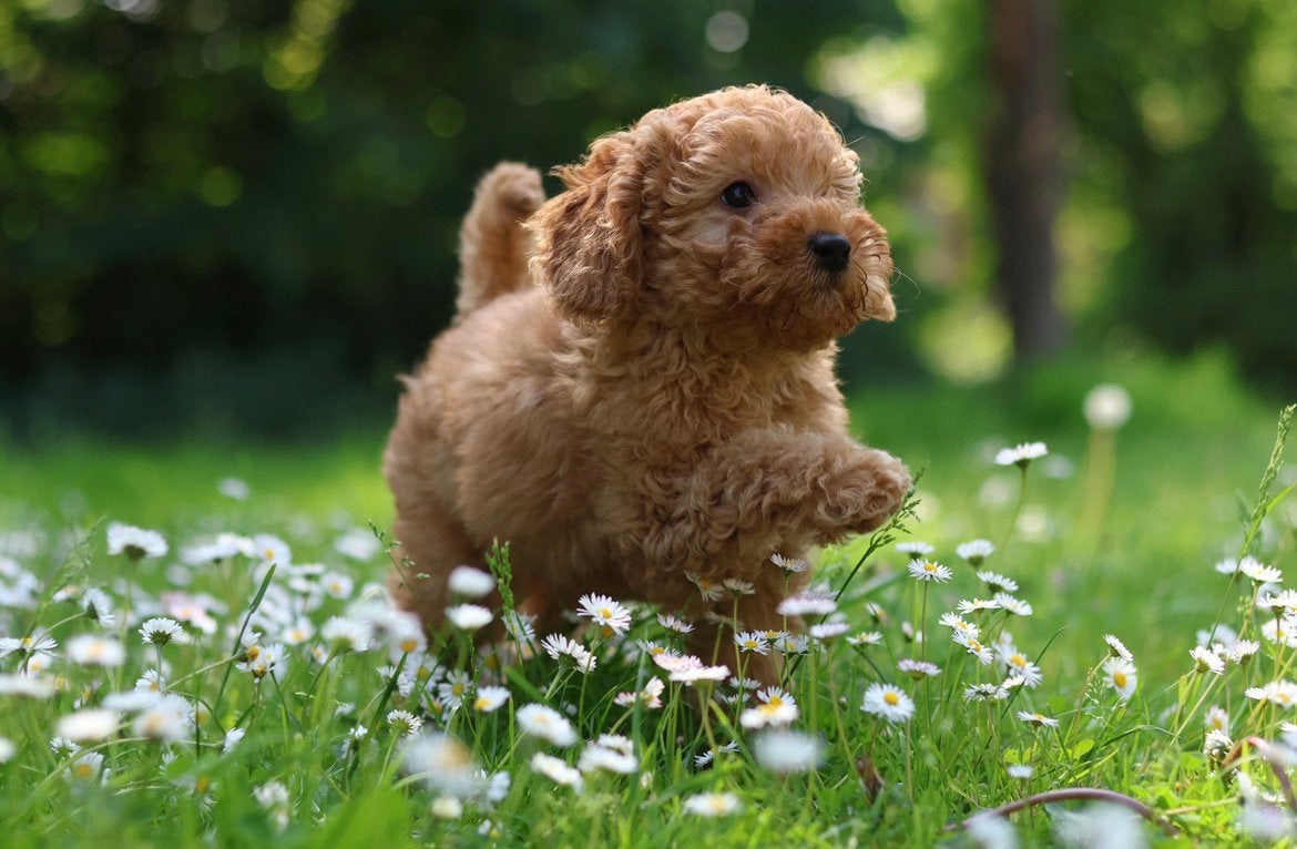 Deze Knappe Cockapoo broertjes zoeken nog een forever home, Dieren en Toebehoren, Honden | Niet-rashonden, Parvo, Reu, 8 tot 15 weken