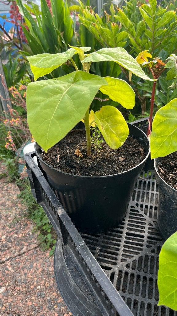 Boomtomaat  (Solanum betaceum), Tuin en Terras, Ophalen, Vaste plant, Groenteplanten, Volle zon