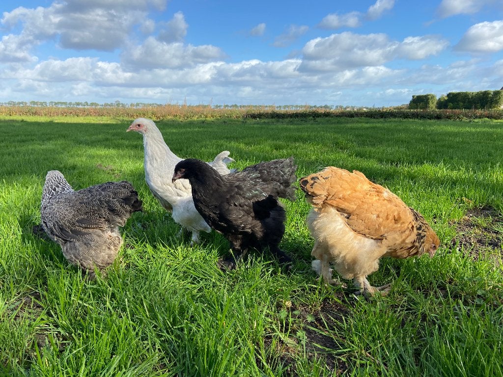 Jonge tamme Brahma kippen gesekst en ingeënt, Dieren en Toebehoren, Pluimvee, Vrouwelijk, Kip