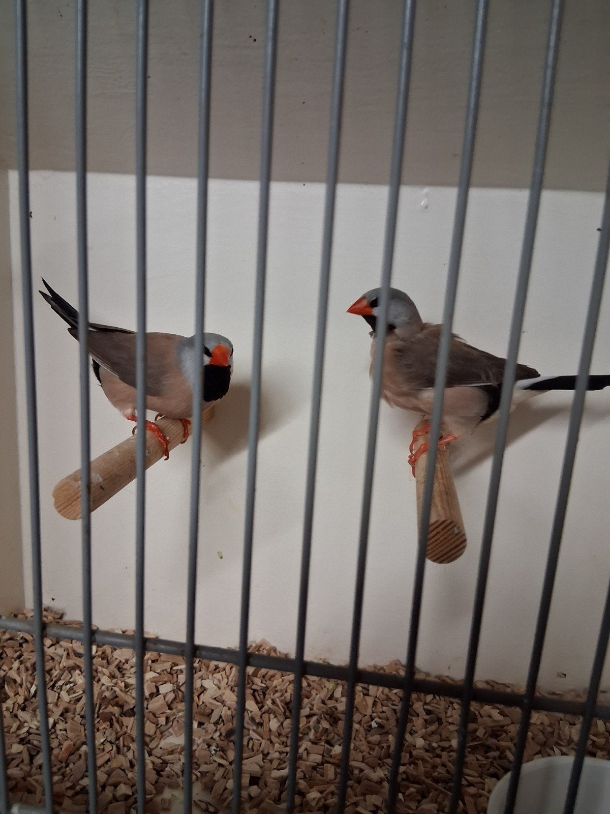 mooi koppel spitstaarten, Dieren en Toebehoren, Meerdere dieren