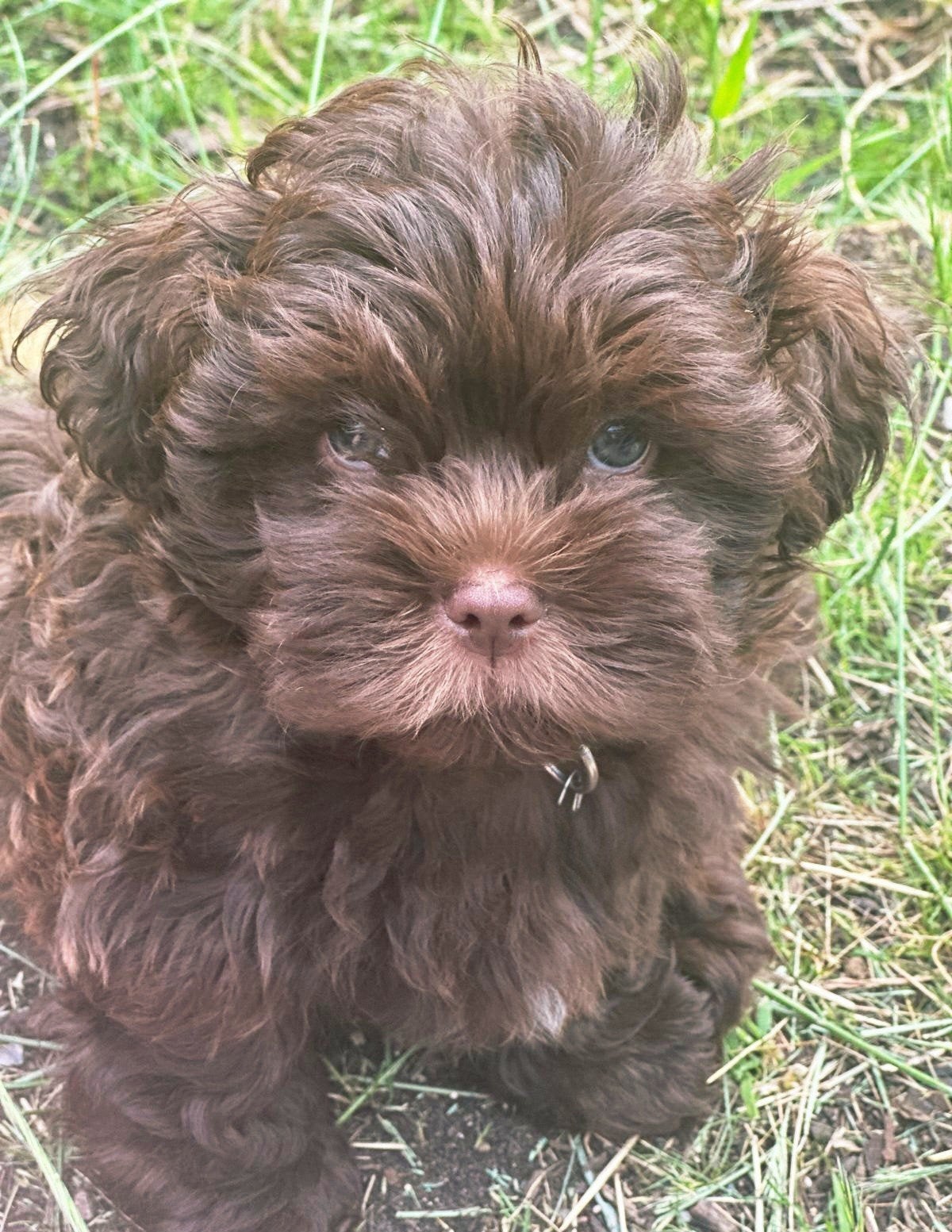 mini ❣️Doodles- PUPPY’S ✨️Fawn✨️ever-huisje✨️gezocht, Parvo, 8 tot 15 weken, Meerdere, Nederland