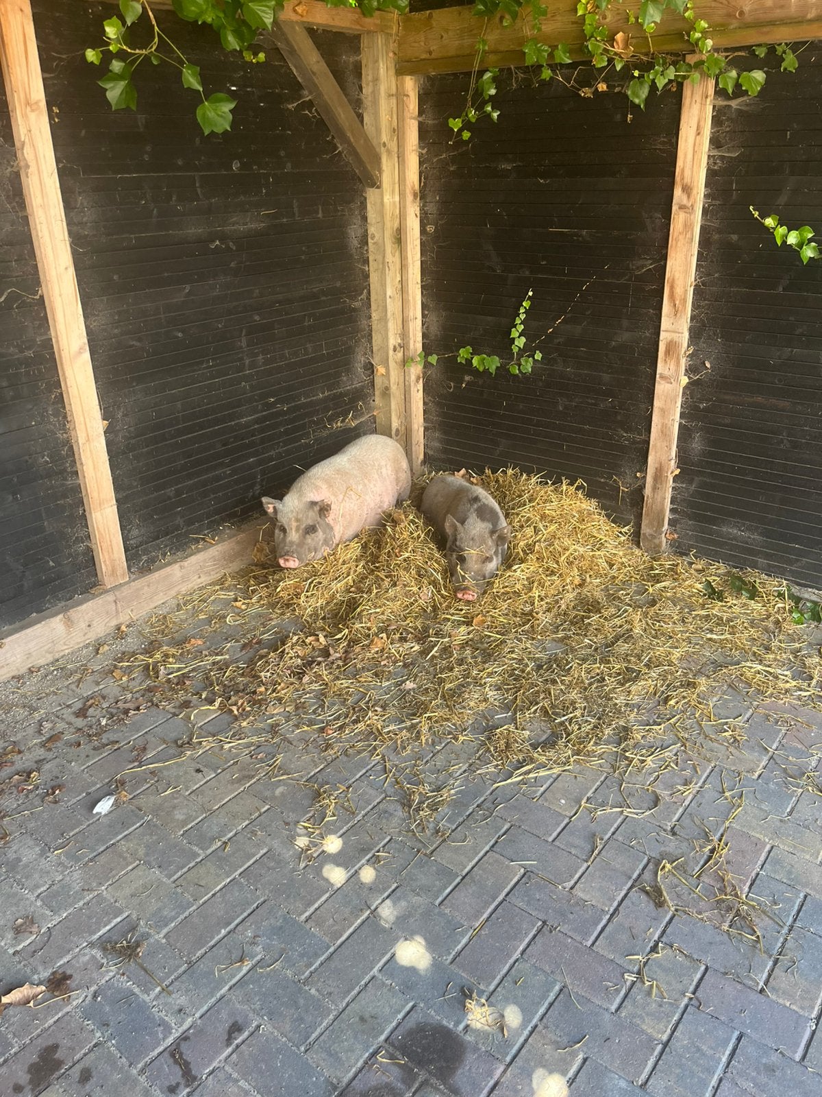 2 varkens, Meerdere dieren