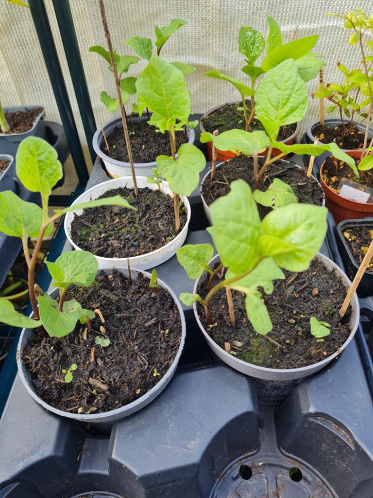Vaste planten 0,50 per pot, Ophalen, Vaste plant, Overige soorten, Volle zon