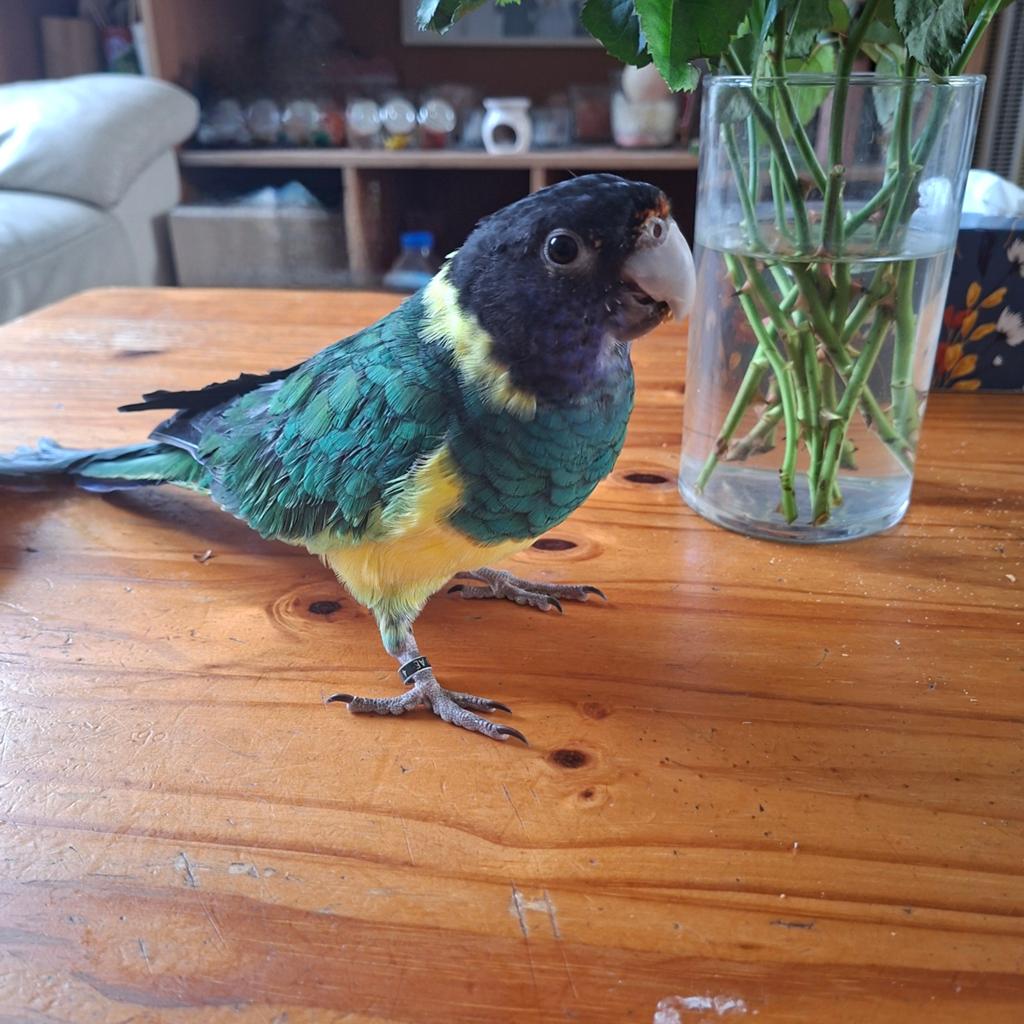Lieve tamme Port Lincoln, Dieren en Toebehoren, Vogels | Parkieten en Papegaaien, Mannelijk, Parkiet, Pratend
