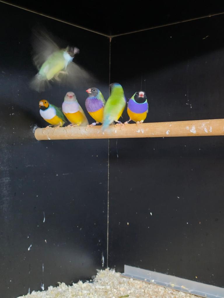 Te koop vele tropische vogels zie advertentie, Meerdere dieren, Tropenvogel, Geringd