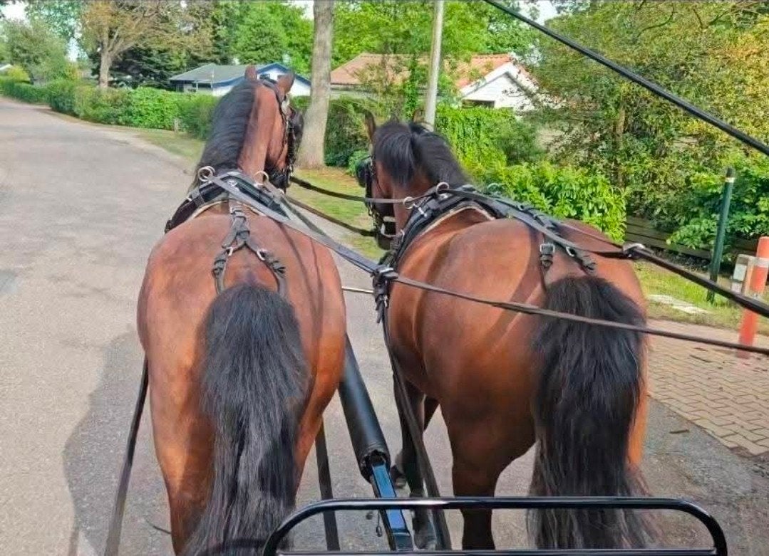 Compleet 2span ponytuig Ideal Equestrian, Gebruikt, Overige disciplines, Pony, Zwart