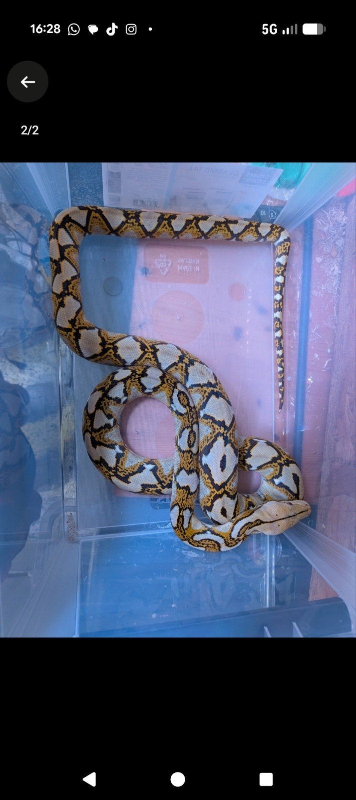 koppel retics pure sumatra mocha te koop, Dieren en Toebehoren, Slang, 0 tot 2 jaar