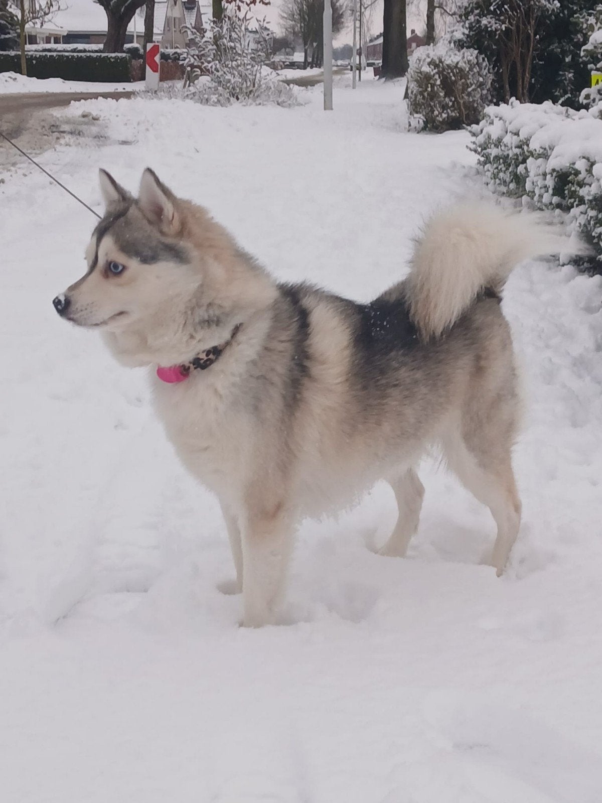 Pomsky dekreu Mika, Dieren en Toebehoren, Reu, 1 tot 2 jaar, Parvo, Eén hond