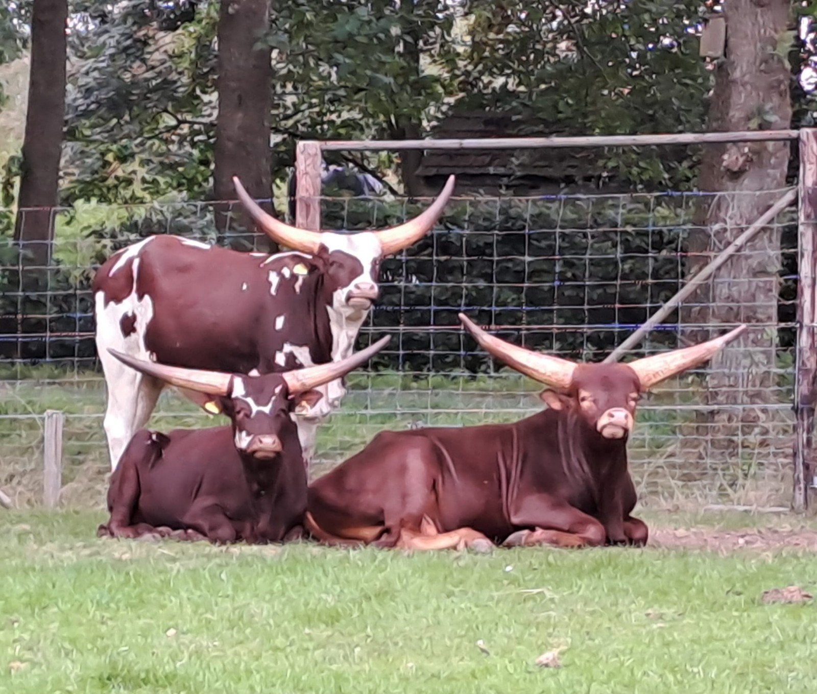 Watusi/watussi/longhorn, Juni, Meerdere dieren
