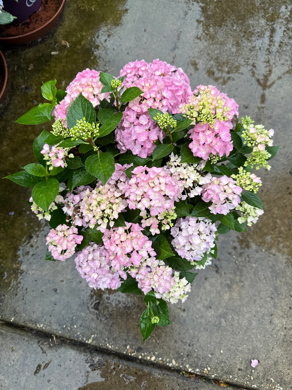 Bloeiende Hortensia 'Hortbux' in 23 cm pot - Roze, Vaste plant, Halfschaduw, Zomer, Ophalen