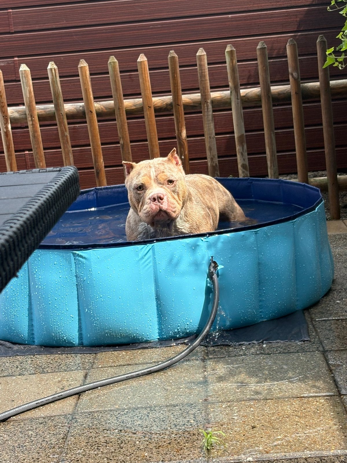 Pocket bully dekreu merle, Dieren en Toebehoren, Honden | Dekreuen, Reu, 1 tot 2 jaar, Parvo, Eén hond