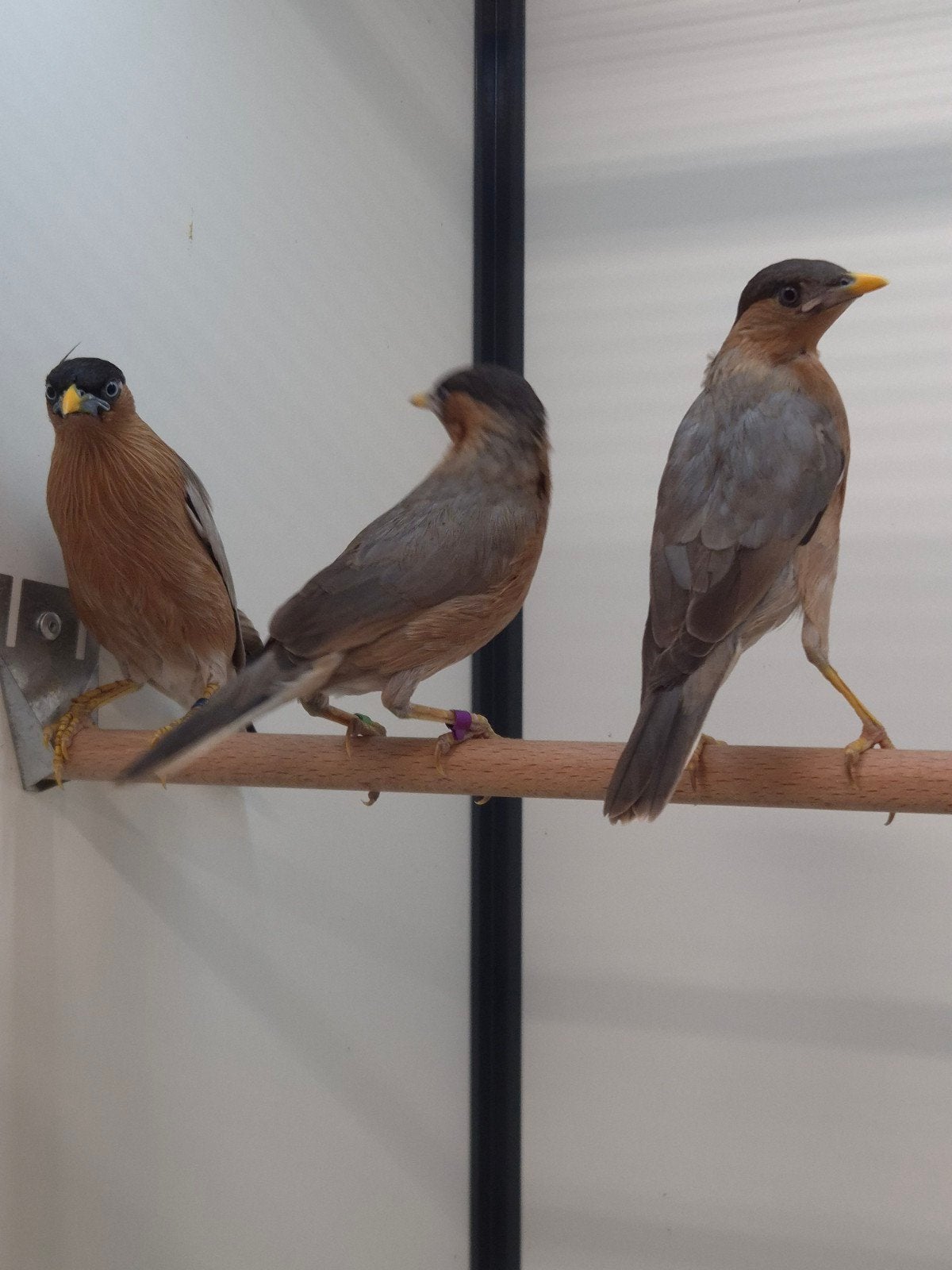 2-2 Pagode spreeuwen met dna, Meerdere dieren, Tropenvogel, Geringd