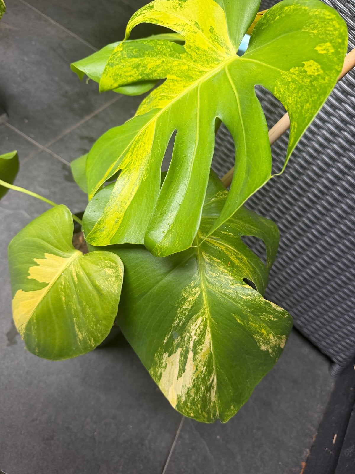 Monstera Variegata - Prachtige Gevlekte Kamerplant, Ophalen of Verzenden, Overige soorten, Minder dan 100 cm