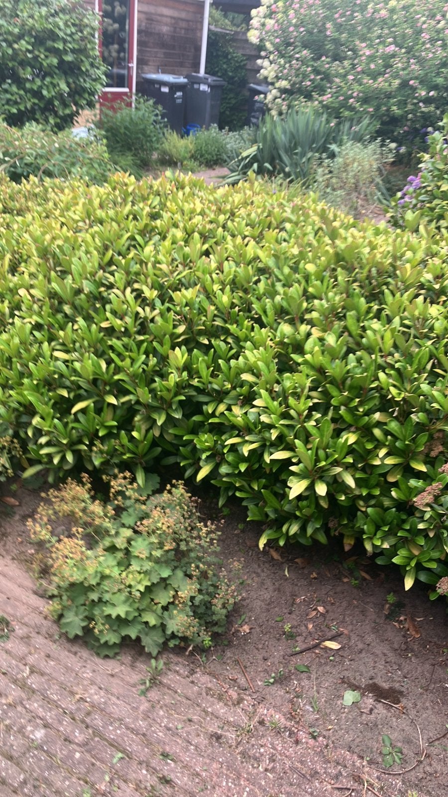 De juiste tuinman, Ophalen of Verzenden, Overige soorten, Minder dan 100 cm