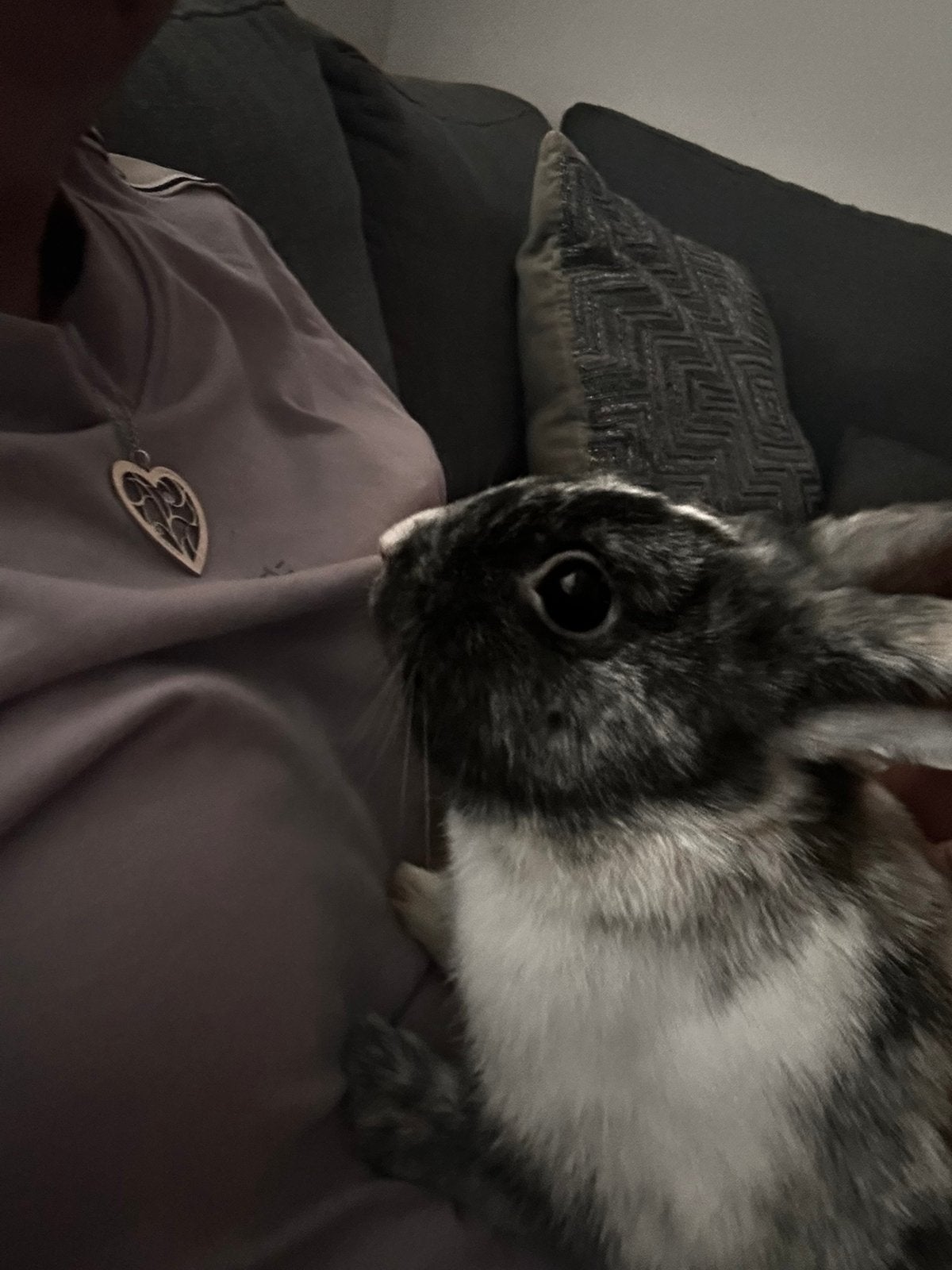 Konijntje (mannetje) 17 mei geboren, Dieren en Toebehoren, Mannelijk, Dwerg