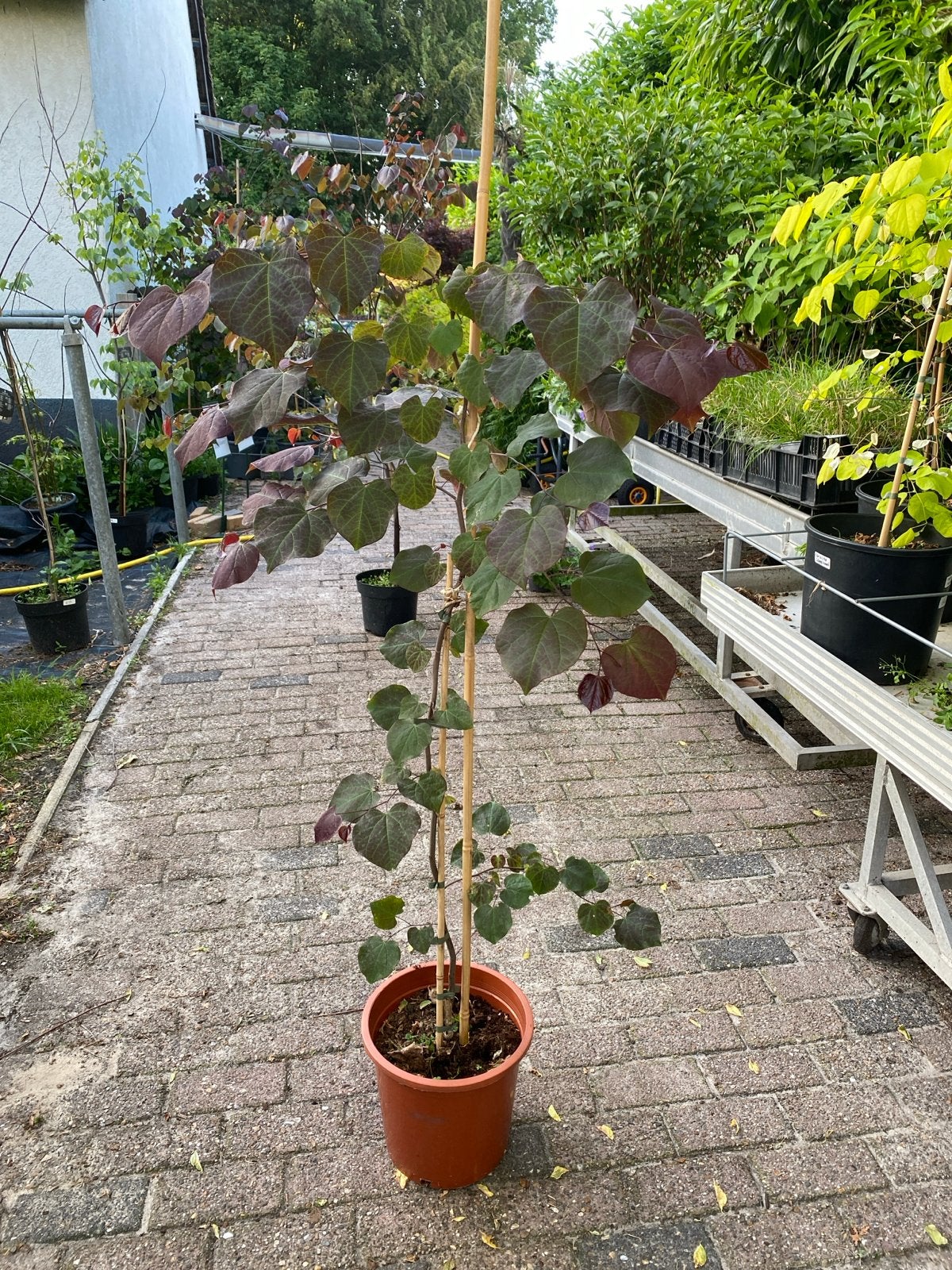 Cercis canadensis 'Ruby Falls' - Treurboom met paarse blader, Treurboom, Lente, 100 tot 250 cm, Ophalen