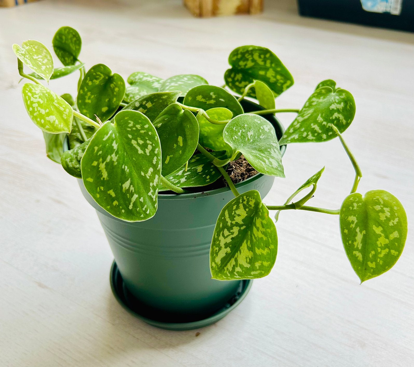 Prachtige Zilverrank, Scindapsus Pictus, In pot van 16x16cm, Overige soorten, In pot, Minder dan 100 cm, Groene kamerplant