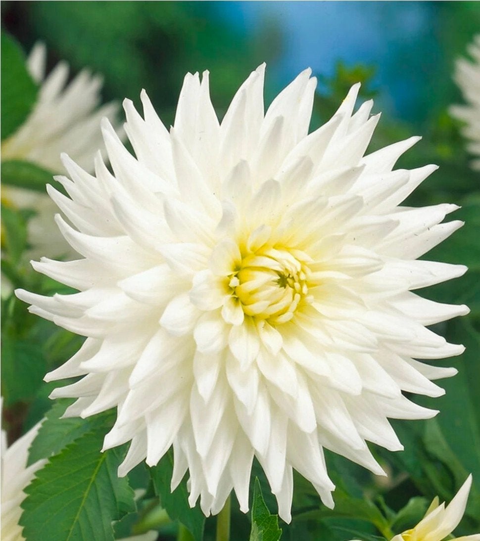 Dahlia 'My Love', Ophalen of Verzenden, Voorjaar, Volle zon, Knol