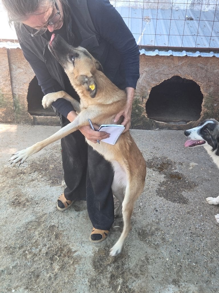 kleine, enthousiaste Athena, Dieren en Toebehoren, Particulier, 1 tot 2 jaar, Buitenland, Teef