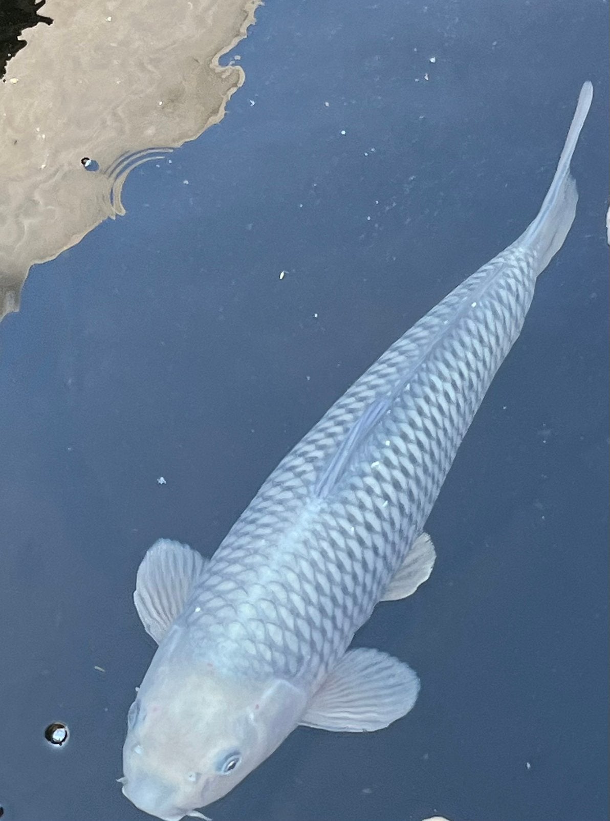 Nisai Soragoi/ Chagoi 47-50cmvan Marusei., Karper of Koi