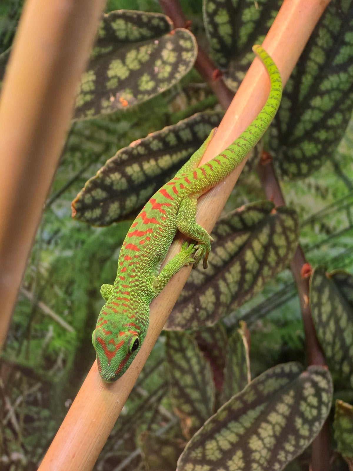 Phelsuma Grandis (high red) - Daggekko - Day gecko, Dieren en Toebehoren, Reptielen en Amfibieën, Overige soorten, 0 tot 2 jaar