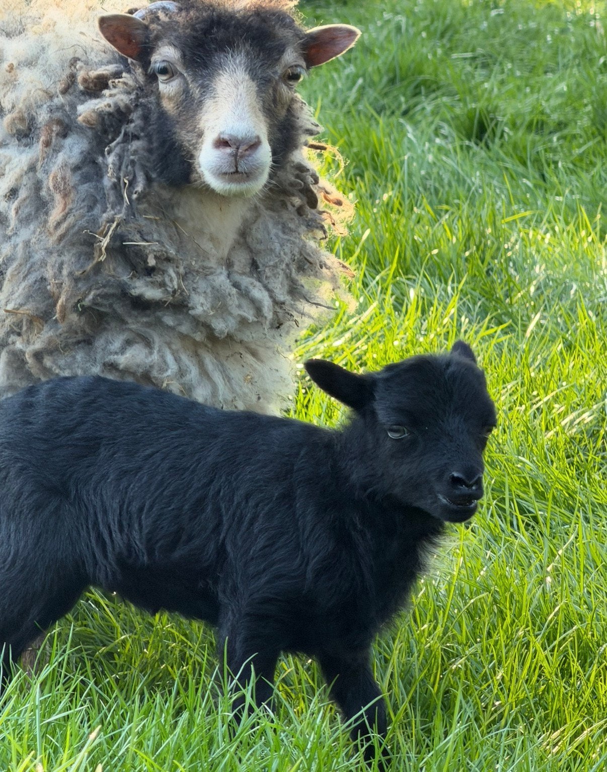 Quessant ooi ooien met lam .  Ouessant, Dieren en Toebehoren, Schapen, Geiten en Varkens, Vrouwelijk, Schaap