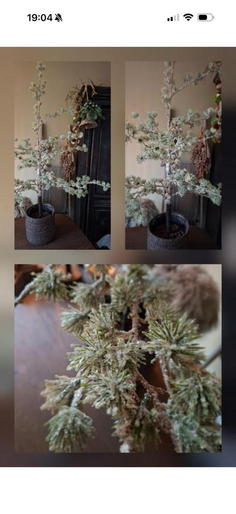 Larix boompje, Ophalen of Verzenden