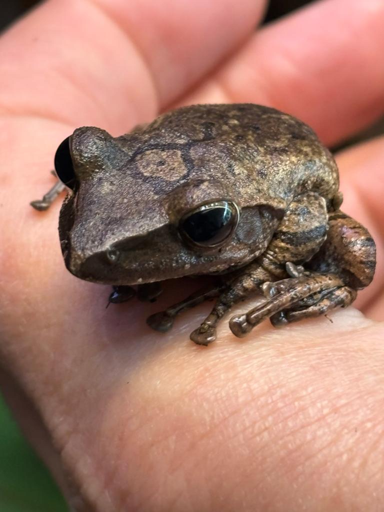 Borneo boomkikker Frog - unknown for sale from Ceulemans