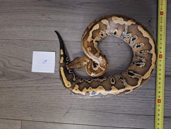 1.2 Python brongersmai