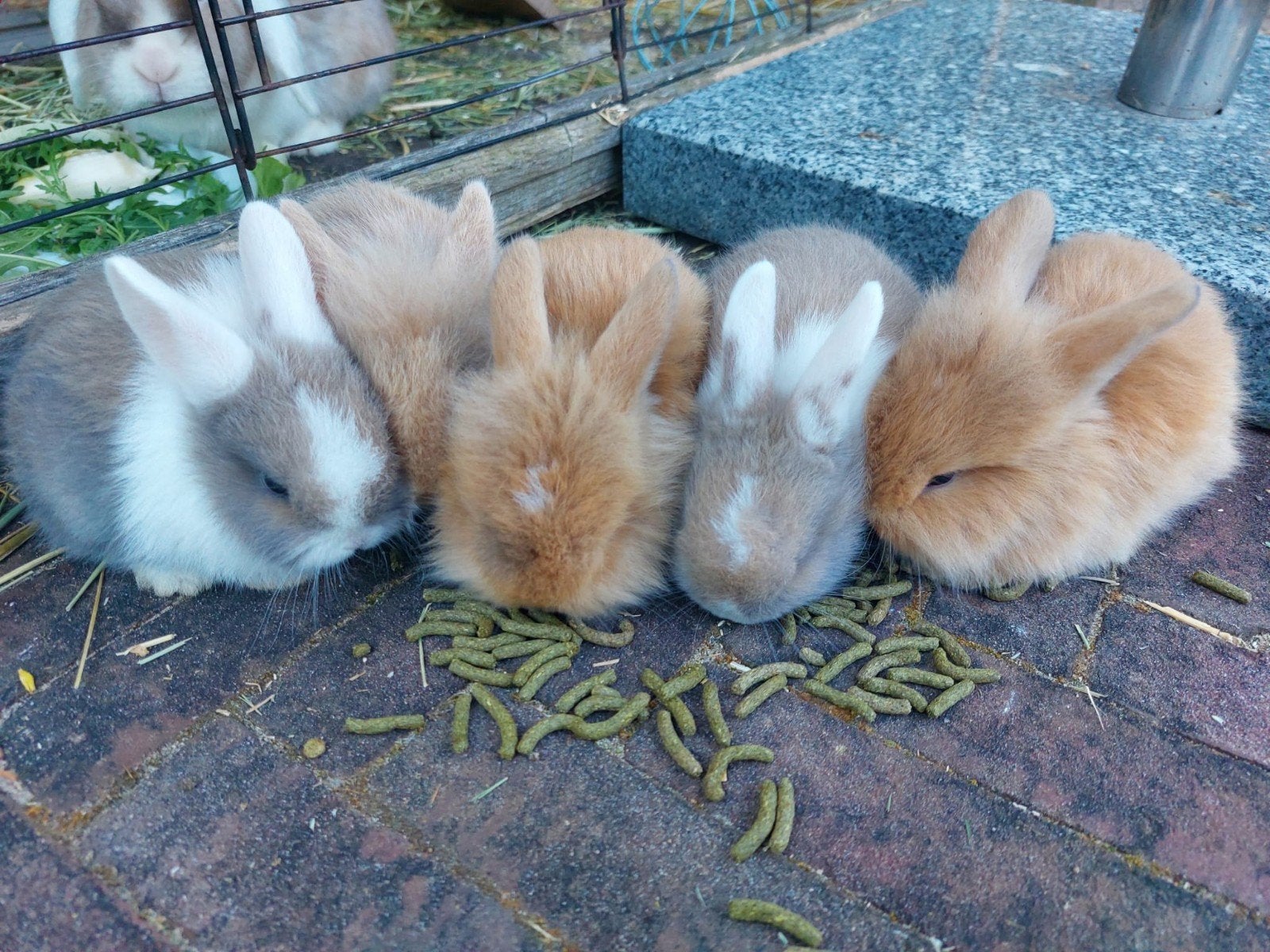NHD x Leeuwenkopje konijntjes mogen nest verlaten!!, Meerdere dieren, Dwerg