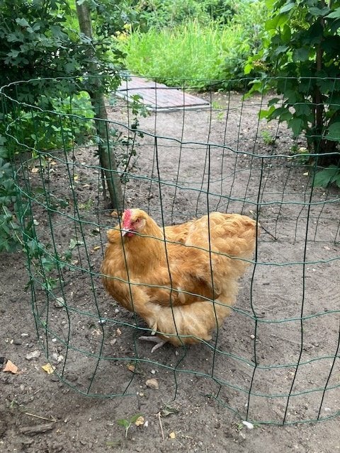 Nog 1 mooie Orpington Buff hen 2025 te koop, Dieren en Toebehoren, Pluimvee, Vrouwelijk, Kip