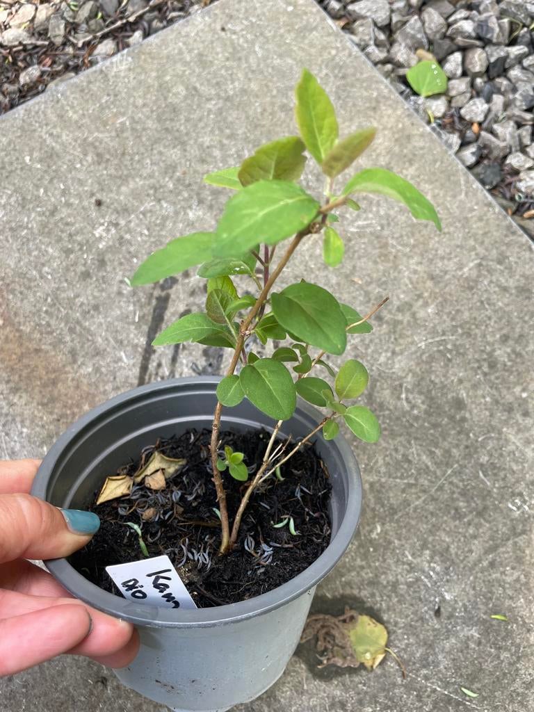 Jonge Kamperfoelie plant - Geurende klimmer voor uw tuin, Tuin en Terras, Planten | Tuinplanten, Ophalen, Vaste plant, Halfschaduw