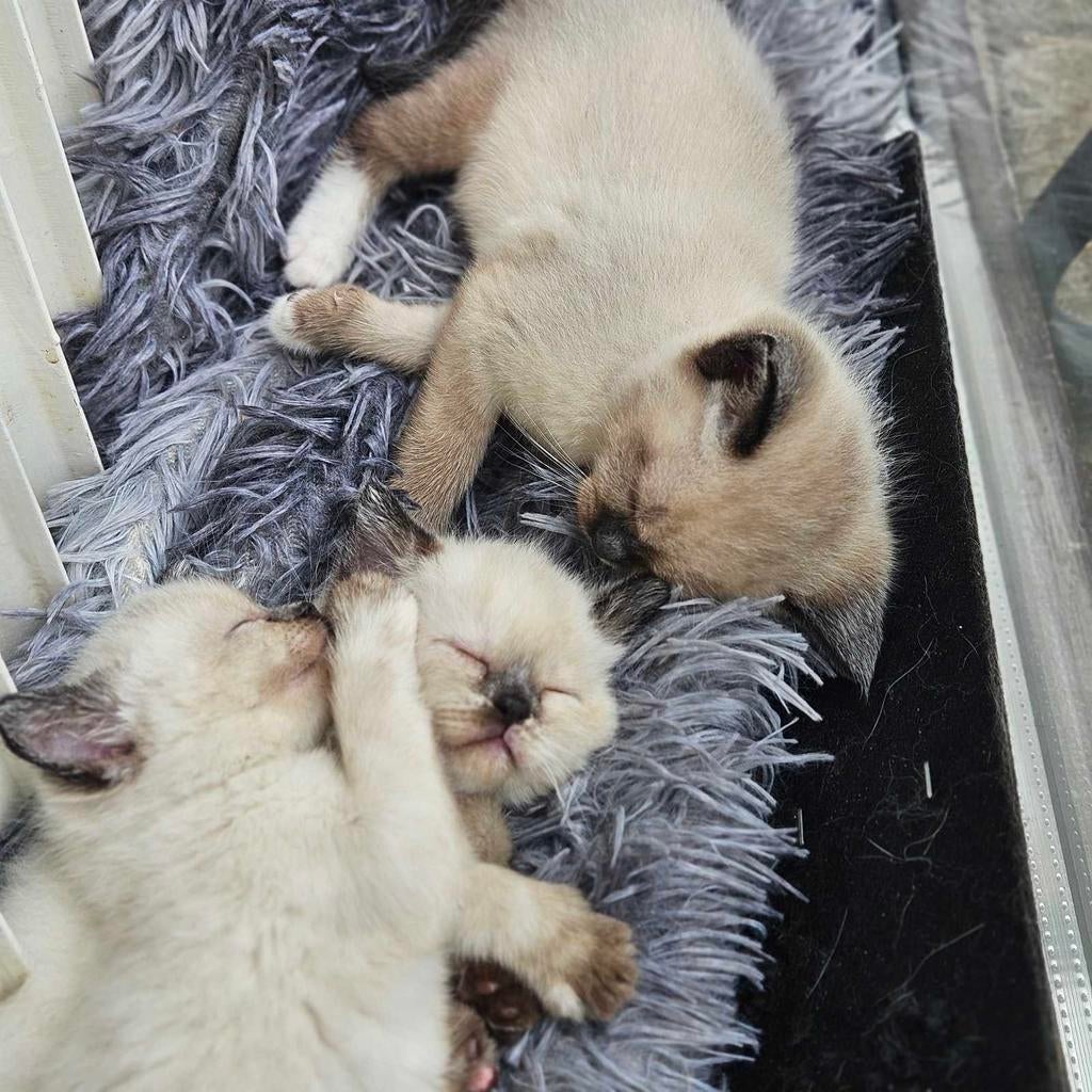 3 mooie kittens kitten met witte pootjes is gereserveerd