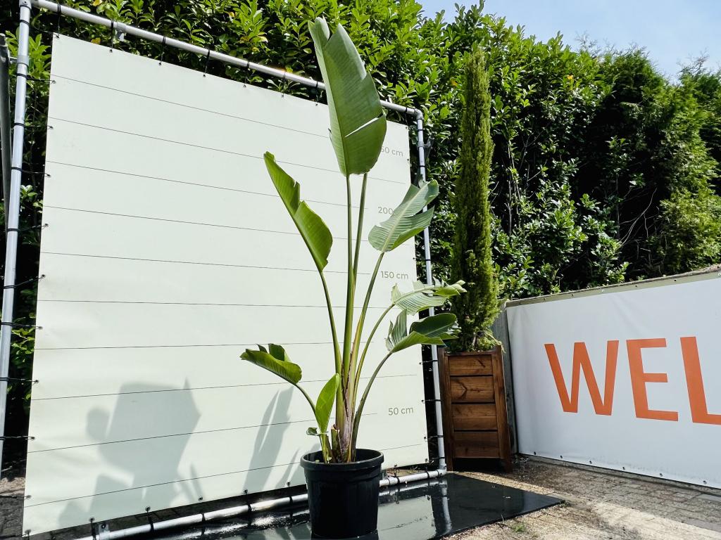 Strelitzia Augusta - Paradijsvogelbloem, Tuin en Terras, Planten | Bomen, 100 tot 250 cm, Zomer, Volle zon, In pot