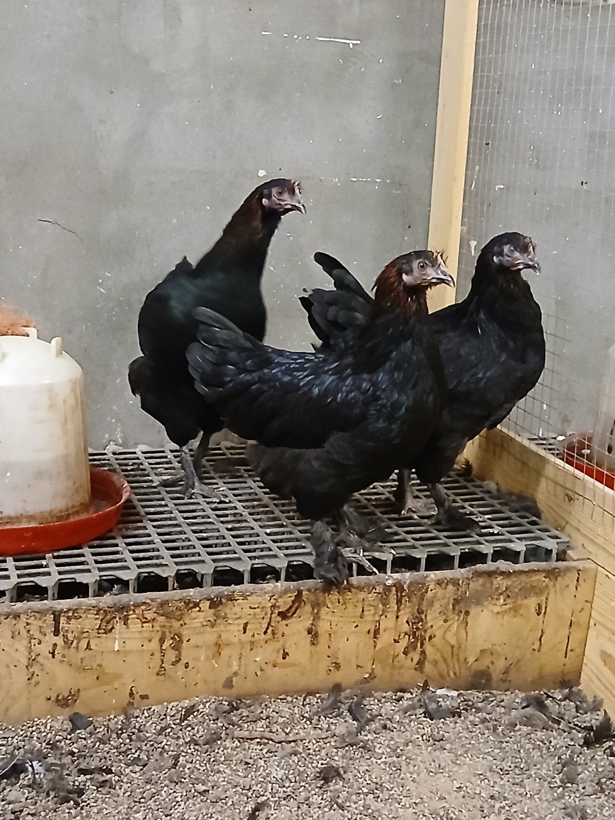 Jonge Marans koperzwart hennen, Dieren en Toebehoren, Vrouwelijk, Kip