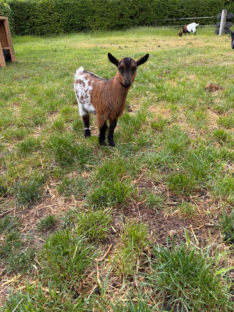 Hoornloze geitjes, Dieren en Toebehoren, Meerdere dieren, Geit, 0 tot 2 jaar