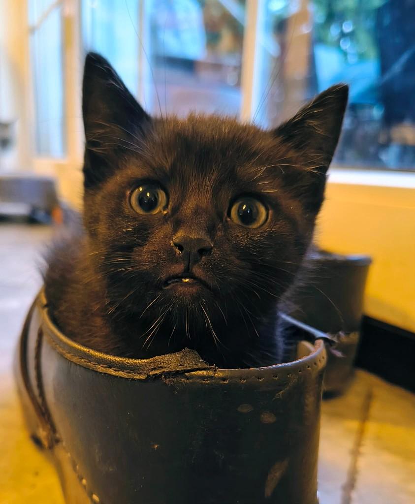 Europese korthaar kittens, nog 1 poesje beschikbaar, Poes, Ontwormd, 0 tot 2 jaar