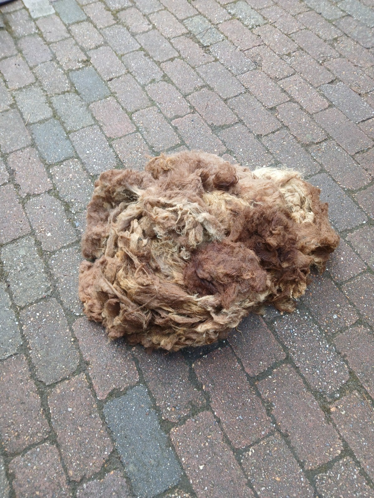 Ouessantschapen wol gratis, Vrouwelijk, Schaap