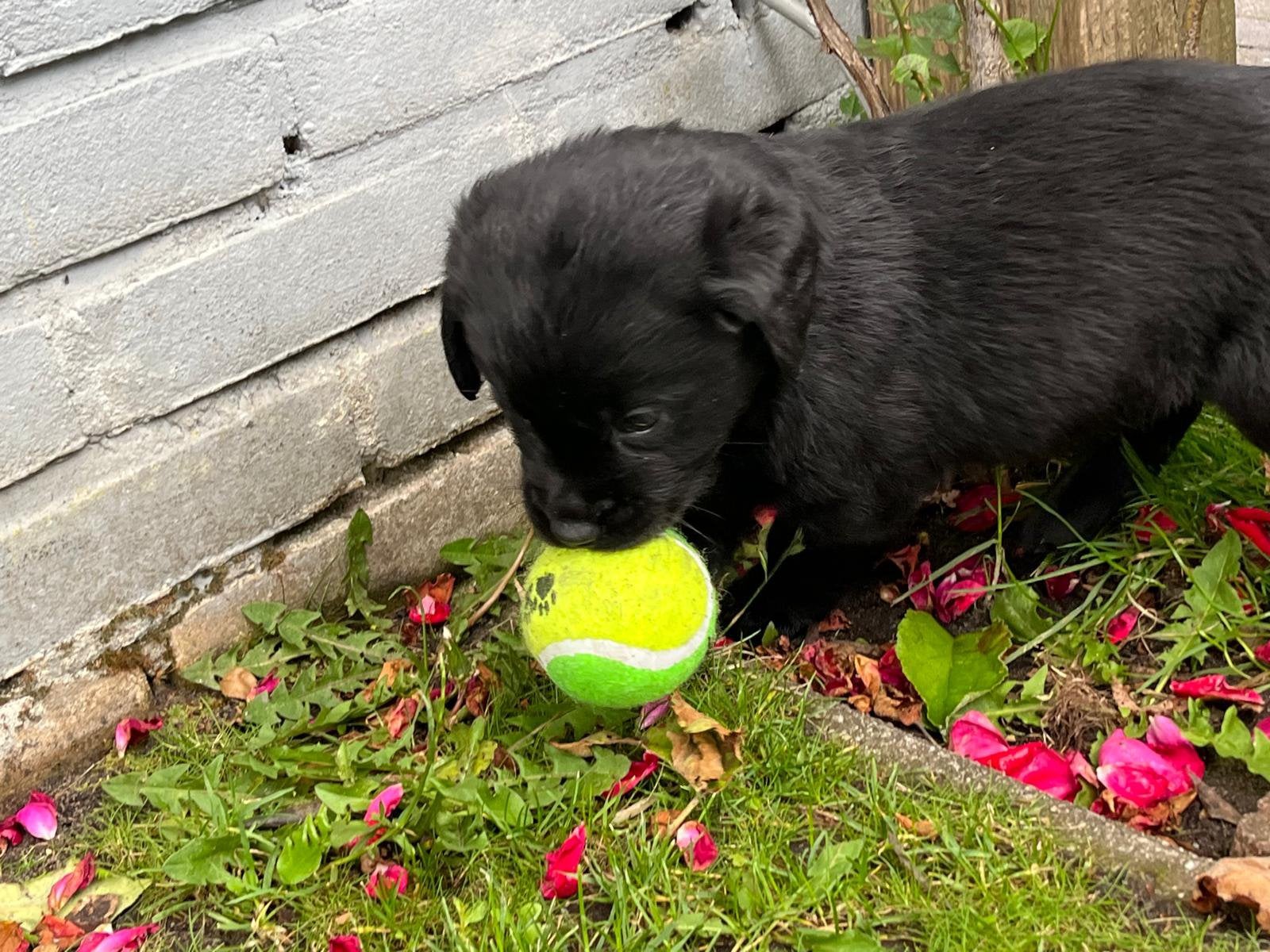Lieve Friese Stabij x Labrador pups beschikbaar, Overige rassen, 8 tot 15 weken, Parvo, Meerdere