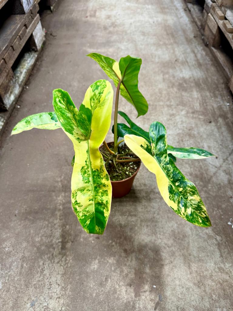 Philodendron Florida Beauty x Billietiae p12, Huis en Inrichting, Kamerplanten, Ophalen of Verzenden