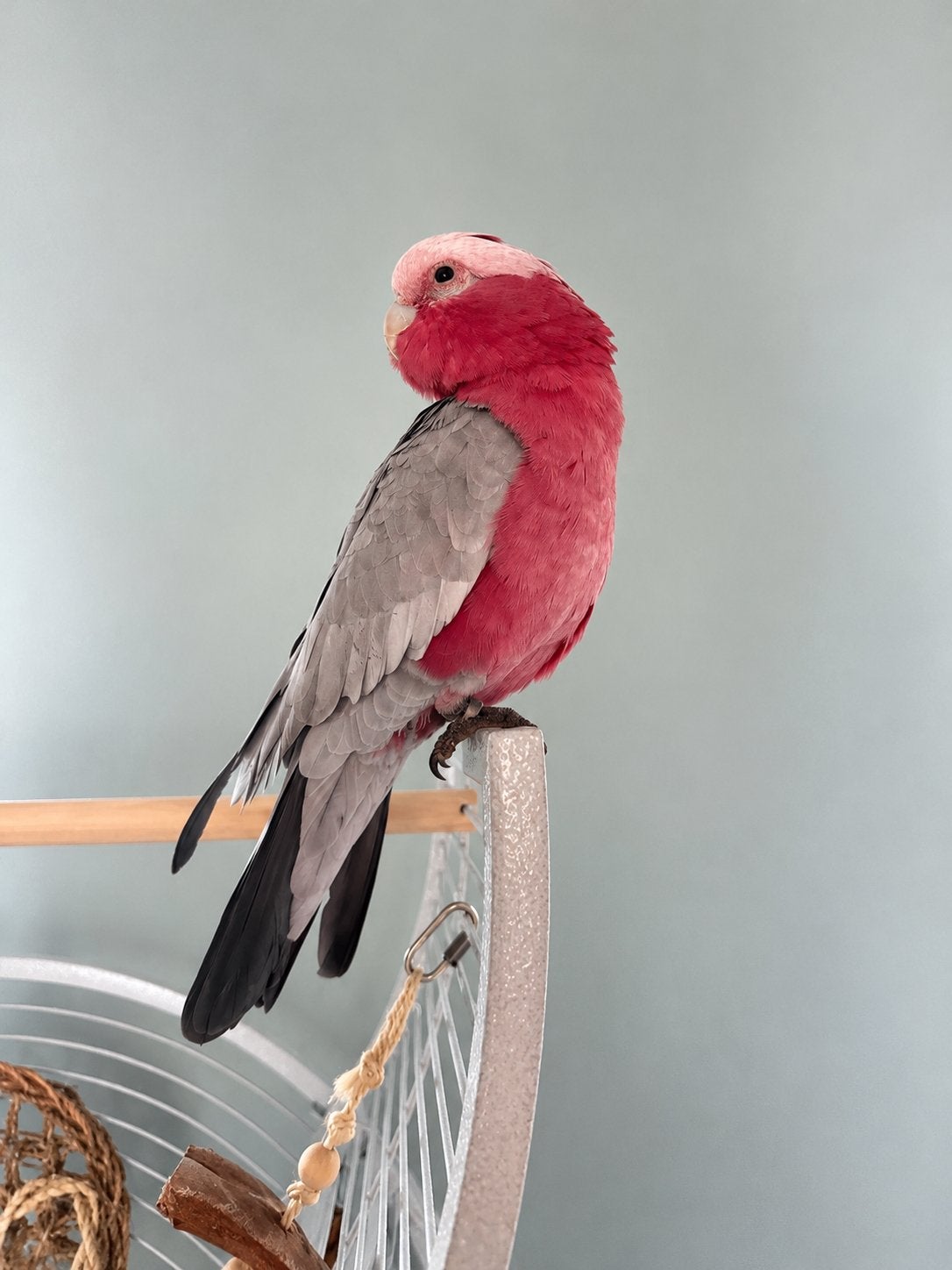 Zachtaardige lieve Rose Kaketoe-man zoekt een gouden thuis ️, Dieren en Toebehoren, Mannelijk, Papegaai