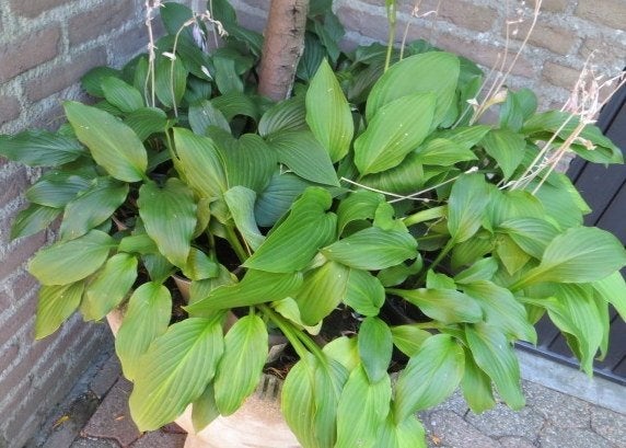 Hosta-s vaste tuinplant per pot 1,00 euro ophalen, Vaste plant, Halfschaduw, Zomer, Ophalen
