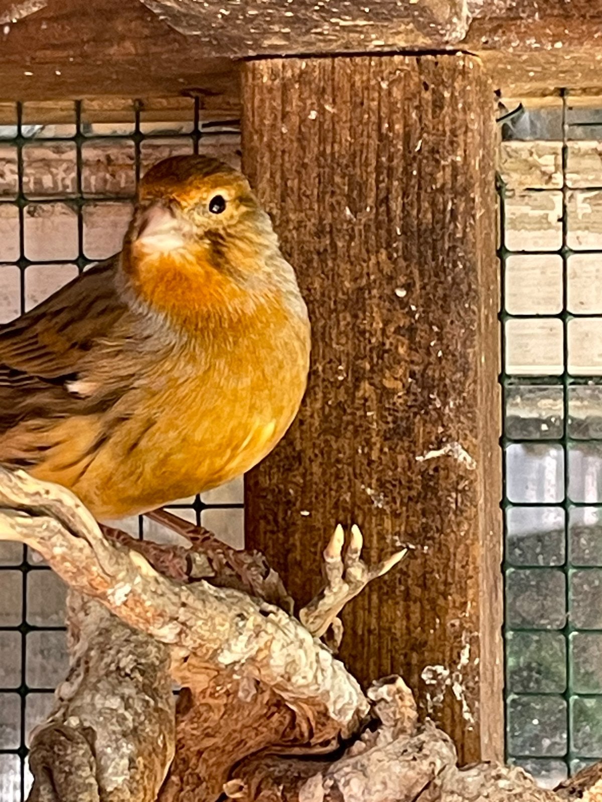 Te koop kanaries, Dieren en Toebehoren, Meerdere dieren, Kleurkanarie