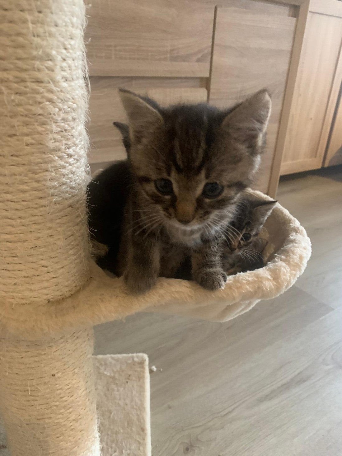Mooiste kittens ️❤️, Meerdere dieren, Kortharig, 0 tot 2 jaar