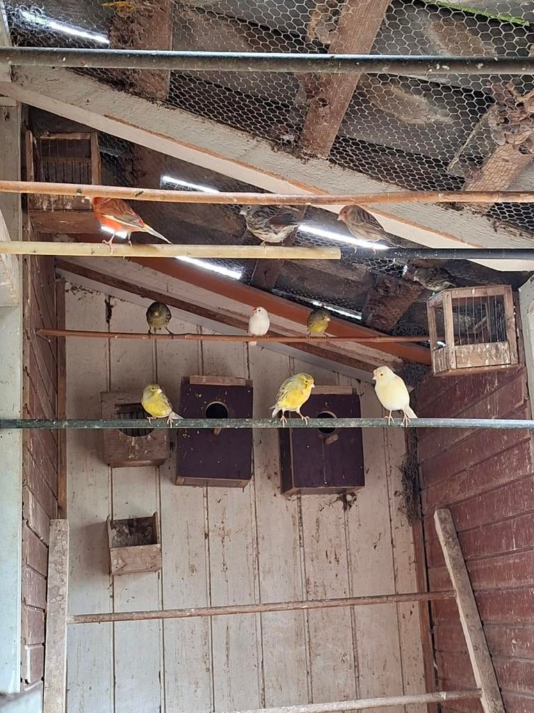 Kanaries poppen en mannen zie omschrijving, Dieren en Toebehoren, Vogels | Kanaries, Meerdere dieren, Kleurkanarie