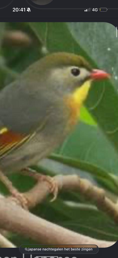 Japanse nachtegaal pop, Dieren en Toebehoren, Vogels | Overige Vogels, Vrouwelijk