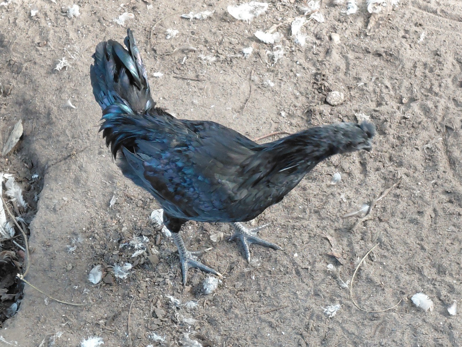 Ayam cemani haantje, Mannelijk, Kip