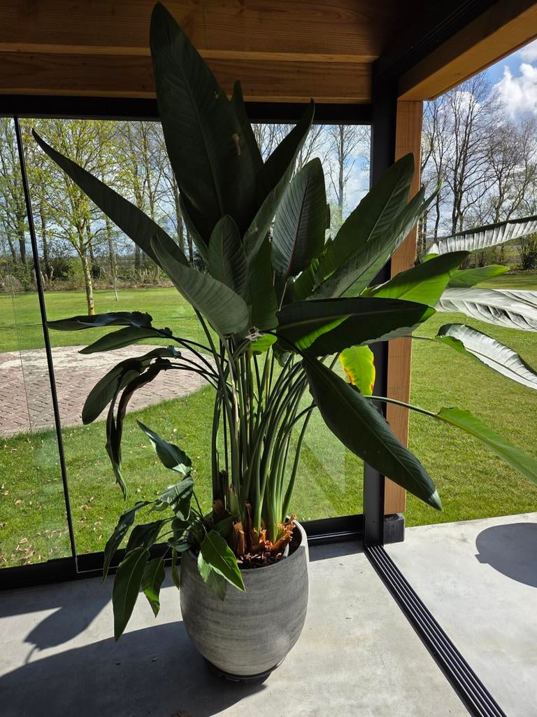 Grote Strelitzia XXL - Ruim 2 meter hoog, 200 cm of meer, Overige soorten, Ophalen of Verzenden, In pot