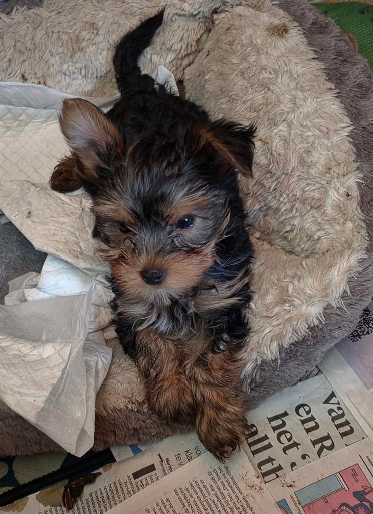 Mini york terier, 8 tot 15 weken, Meerdere, Meerdere dieren, Parvo